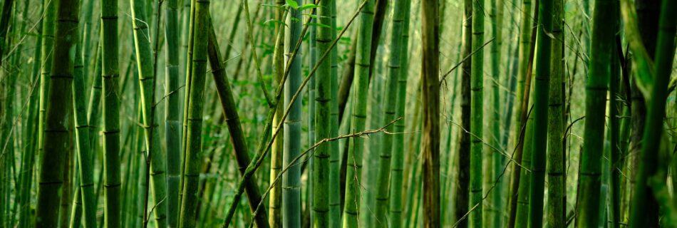 body in bamboo